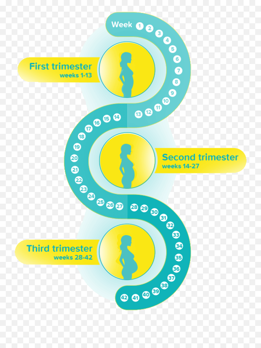 Pregnancy Calendar - Pregnancy Trimester Calendar Circle Emoji,Pitting Up With Your Pregant Wifes Emotions