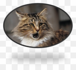 Mahrie G Reid - Canadian Mystery Novels March 2014 Norwegian Forest Cat Emoji,Animals That Evoke Emotion