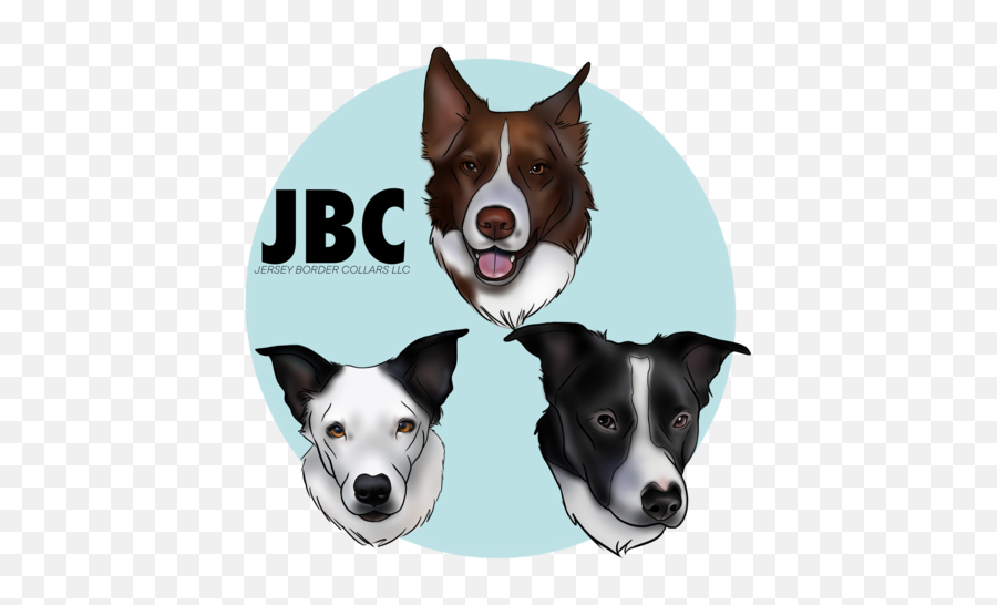 Jersey Border Collars - Jersey Border Collars Emoji,Did You Know Emojis Border Jersey Border Collars - Jersey Border Collars Emoji,Did You Know Emojis Border