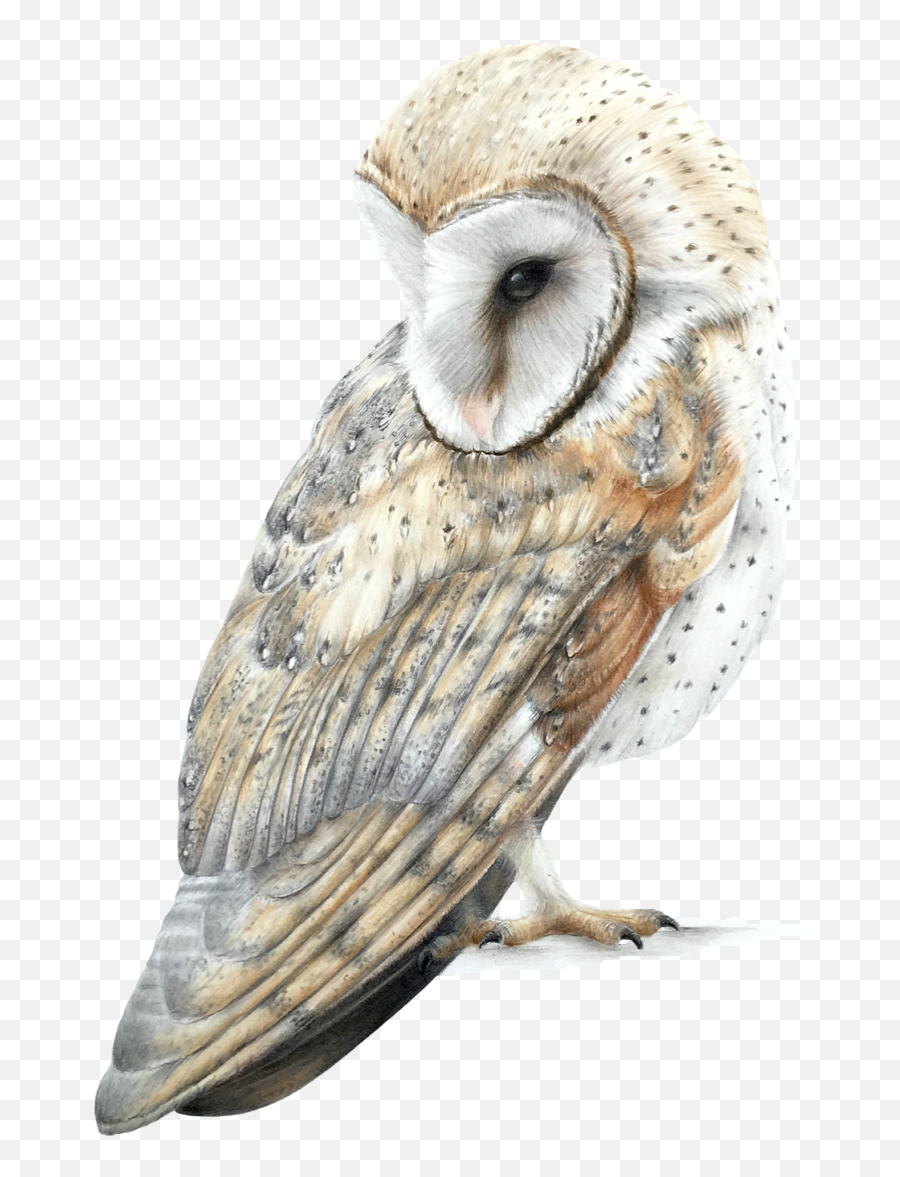 Nature Of The Gods Mandy Bishop - Barn Owl Emoji,Owl Emotions Sort