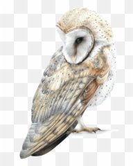 Nature Of The Gods Mandy Bishop - Barn Owl Emoji,Owl Emotions Sort