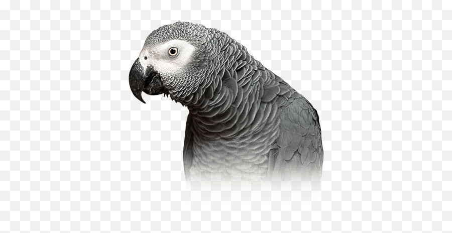 African Grey Parrot Personality Food - Grey And Black Parrot Emoji,Bird Emotions