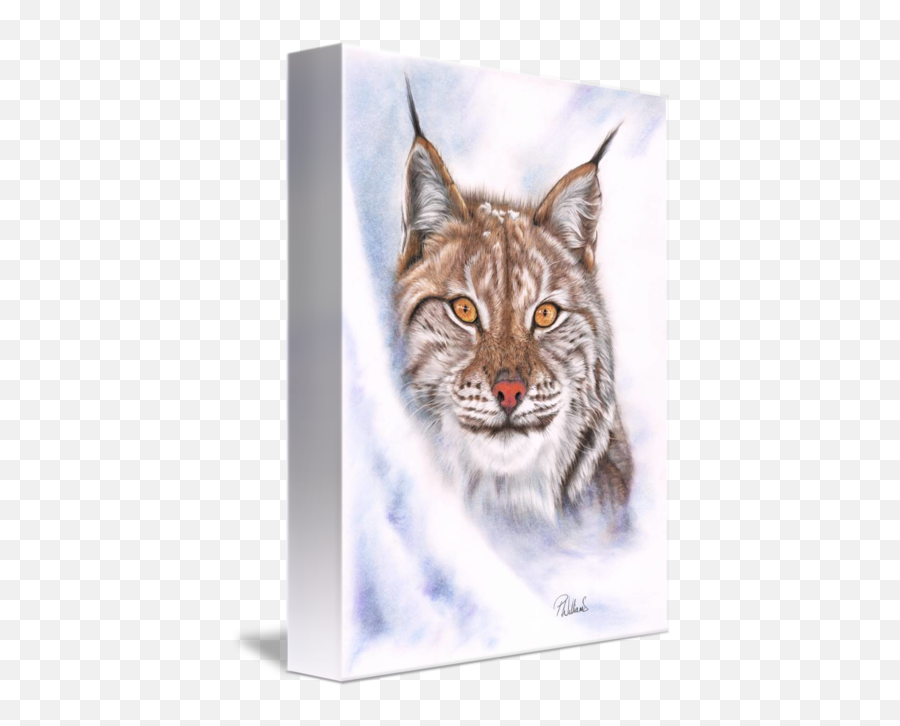 Snowcat Lynx Coloured Pencil Drawing By Peter Williams - Drawing Emoji,Drawimg Emotions With Color Pastels