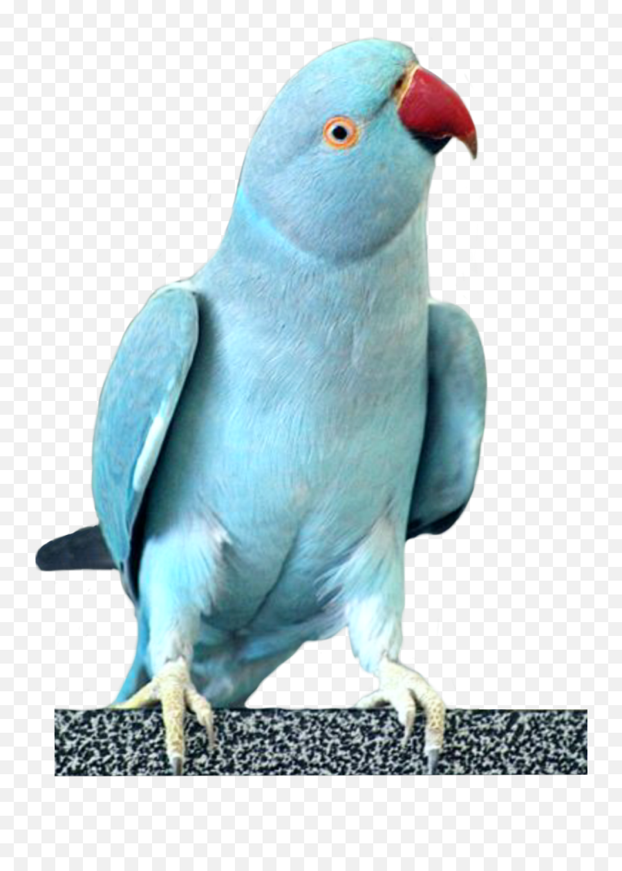 Parrots Parrot Cockatoo Bird Birds - Indian Blue Ringneck Parrot Emoji,Parrot Emoji