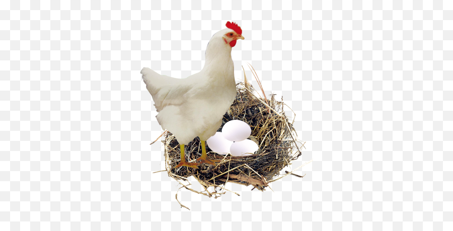 Chicken - Png Egg In Nest Emoji,Chicken And Egg In Emotions