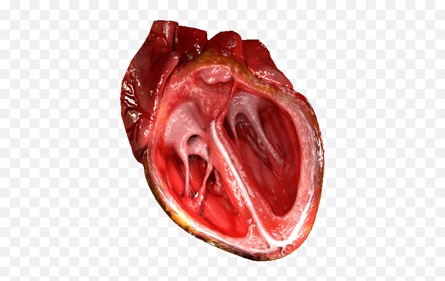Filecg Heartgif - Wikipedia Como O Coração Funciona Emoji,Emotion Gifs