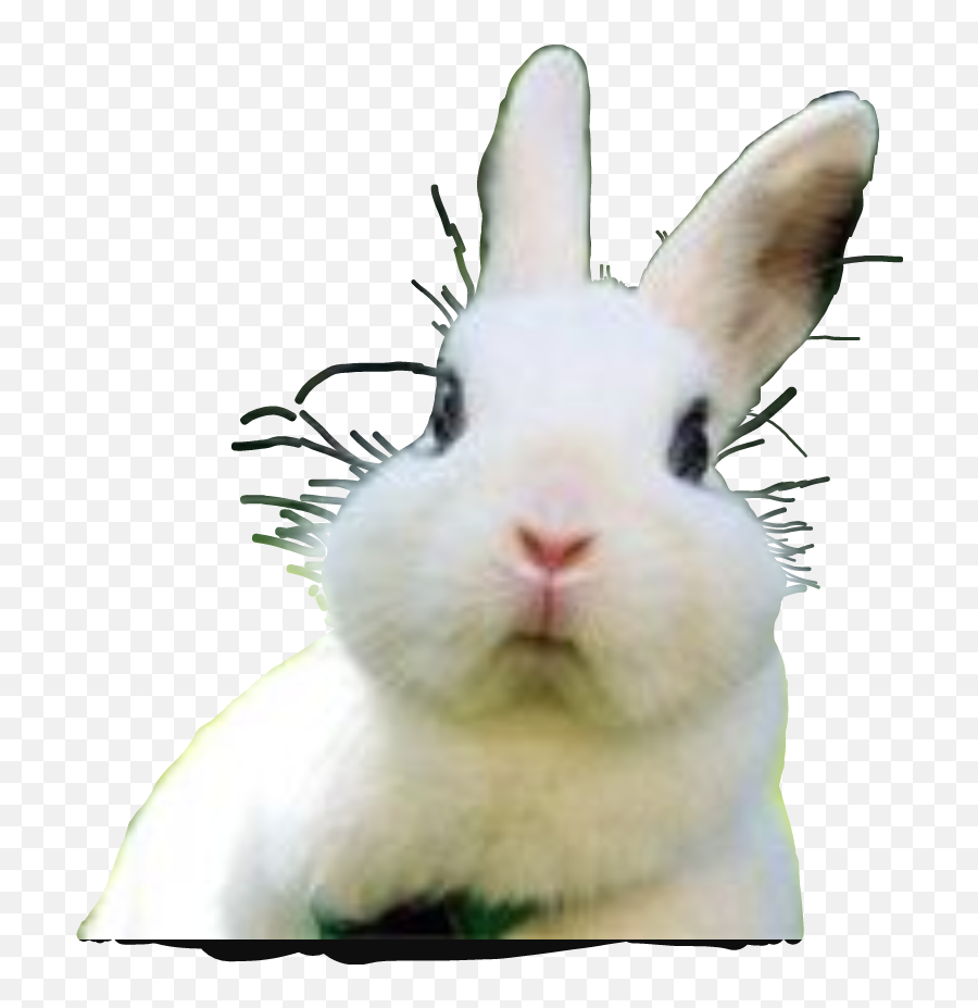 Emotions Sticker - Domestic Rabbit Emoji,Rabbit Emotions