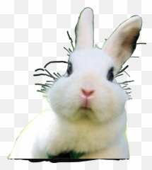 Emotions Sticker - Domestic Rabbit Emoji,Rabbit Emotions