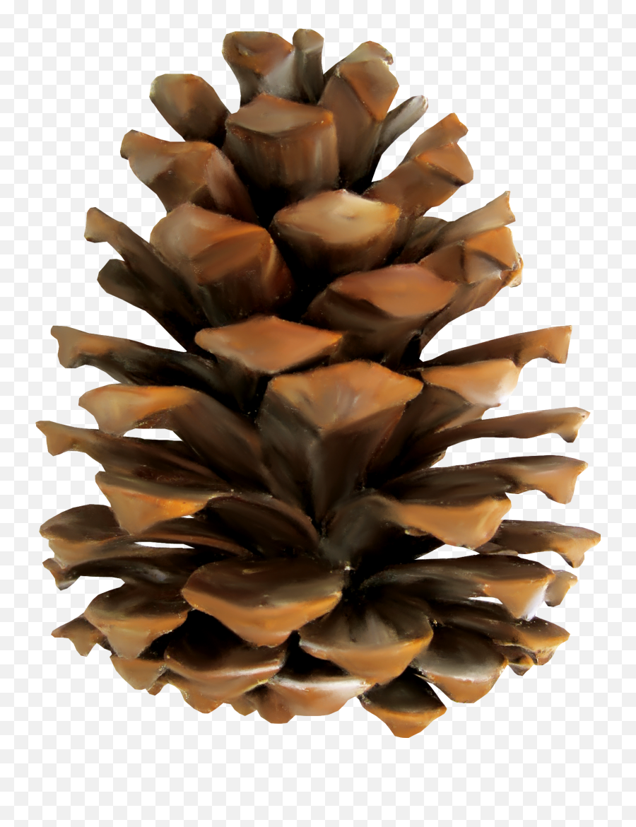 Conifer Cone - Pine Cones Png Emoji,Pine Cone Emoji