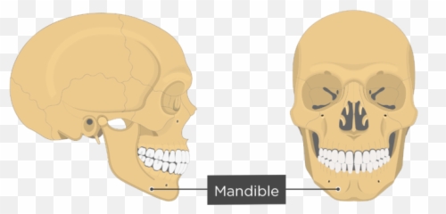Mental Definition Anatomy - For Adult Emoji,Anatomy Of Emotions