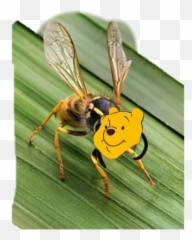The Most Edited Lubie Picsart - Can You Find Alkalis Emoji,Emoji The Green Hornet