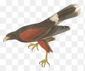 Motion Graphics With Tom U0026 Jerry U2013 Page 10 - Falcon Emoji,Tom And Jerry Emoji