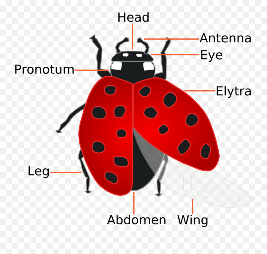 Know Ur Ledge - Ladybug Anatomy Emoji,Ultraviolet Lantern Emotion