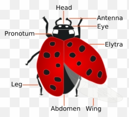 Know Ur Ledge - Ladybug Anatomy Emoji,Ultraviolet Lantern Emotion
