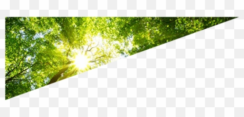 Therapists Revive - Tree Emoji,Fanatic Emotions
