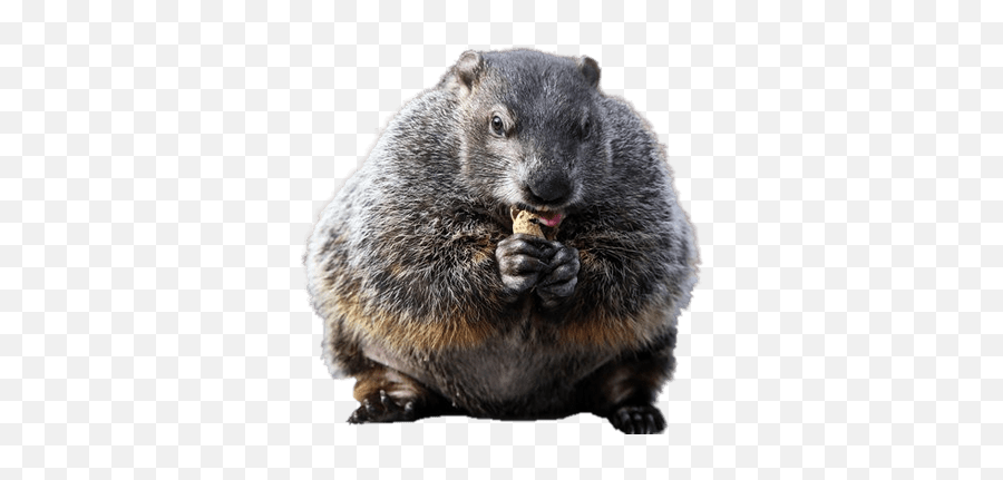 Groundhog Eating Peanut Transparent Png - Groundhog Png Emoji,Ground Hog Woodchuck Emojis