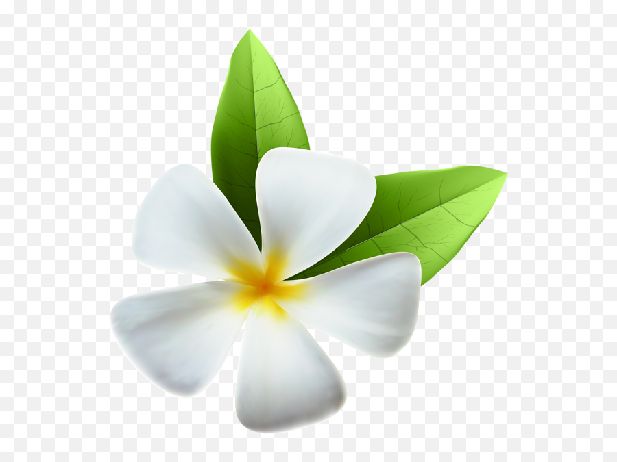 Pin On Aa Flores - White Exotic Flower Png Emoji,Plant, Emotions, Clipart