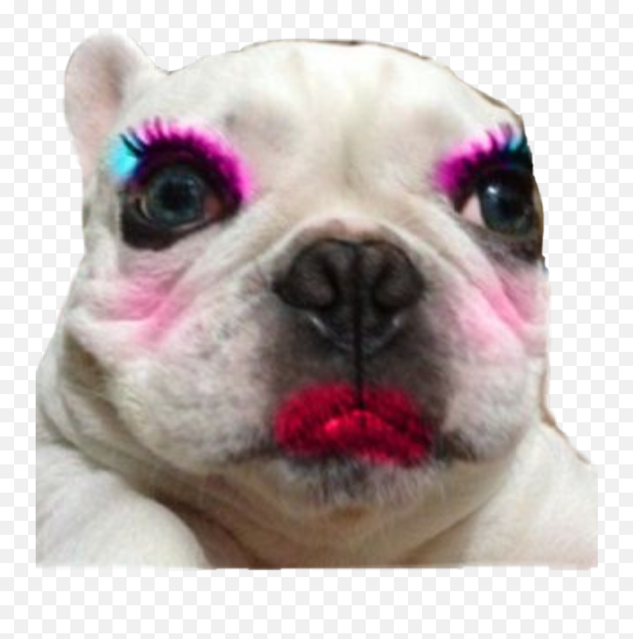 Makeup Dog Sticker By Bobby Clarebio - Soft Emoji,Tobdog Emoticon