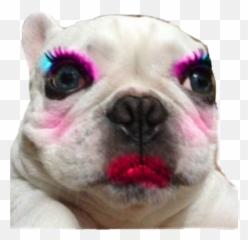 Makeup Dog Sticker By Bobby Clarebio - Soft Emoji,Tobdog Emoticon