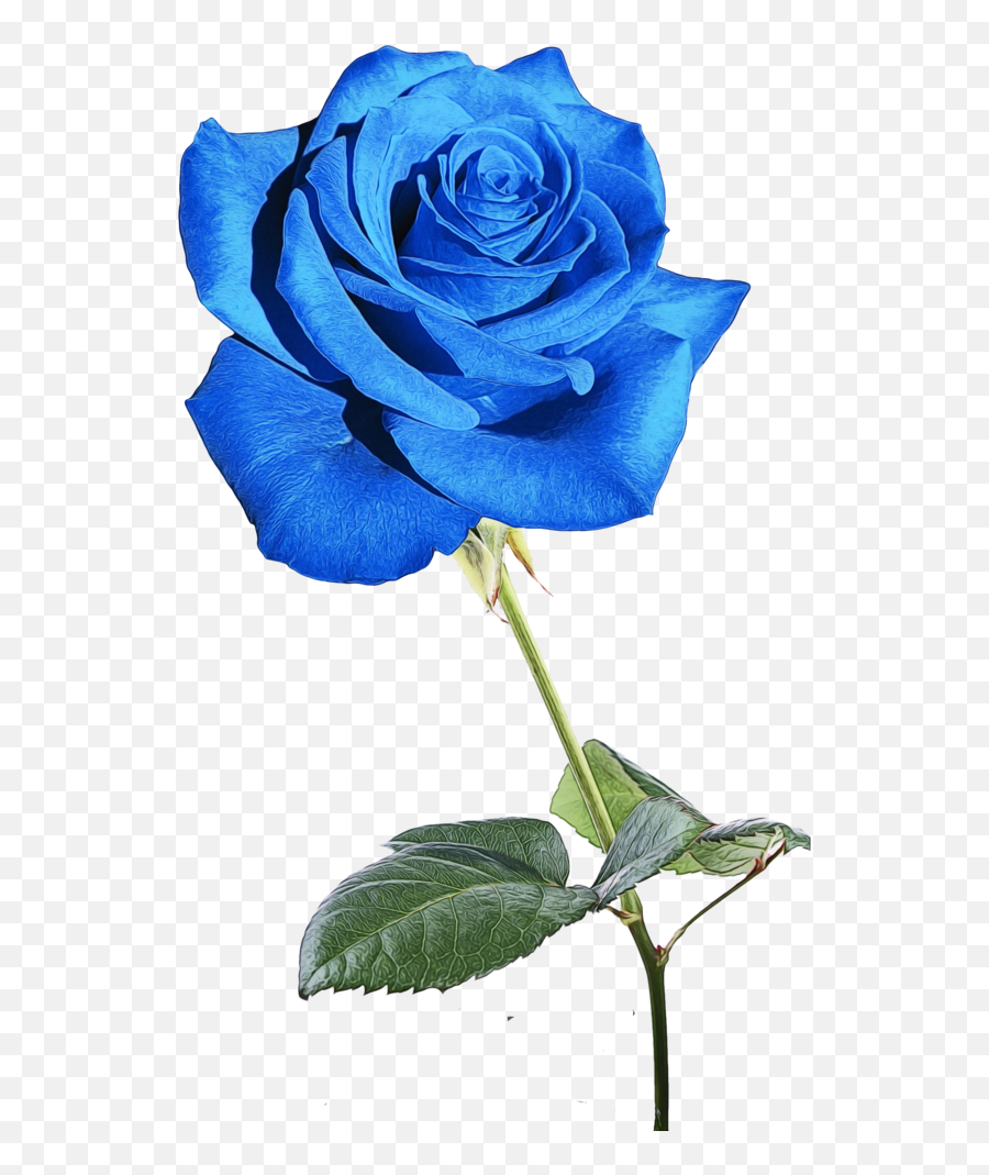 Blue Rose Garden Roses Blue Flower Rose - Fresh Emoji,Blue Rose Emoticon