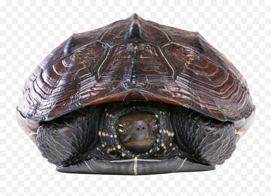 Turtle Png Resolution2005x1362 Transparent Png Image - Imgspng Emoji,Upside Down Turtle Emoji