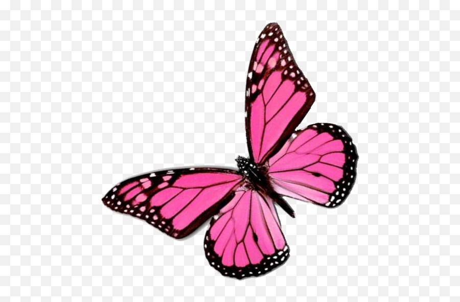 Download Pink Butterfly Png Png Image With No Background - Aesthetic Pink Butterfly Transparent Png Emoji,Pink Butterfly Emoji