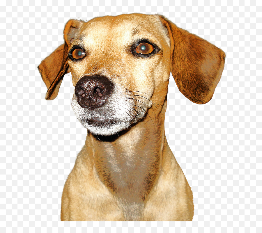 Free Photo Isolated Of Course Brown Dog - Max Pixel De Perros Marrones Png Emoji,Canine Emotions