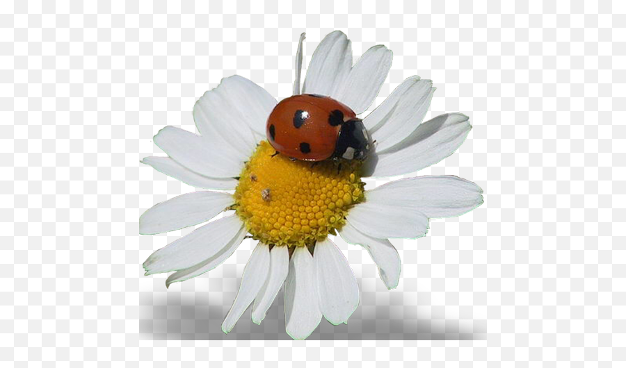 Virtual Imagens Imagens Variadas Com Fundos Transparentes - Ladybird Emoji,Emoticons De Bebe Fazendo Biquinho