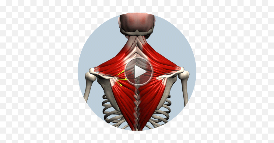 Anatomy Biomechanics Of Movement - Muscle And Motion Gif Emoji,Emoticon Musculo