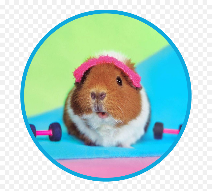 Sweat For Pets Week Five Challenge Itu0027s Guinea Be A Good - Cute Baby Guinea Pigs In Costumes Emoji,Gerbil Tail Emotions