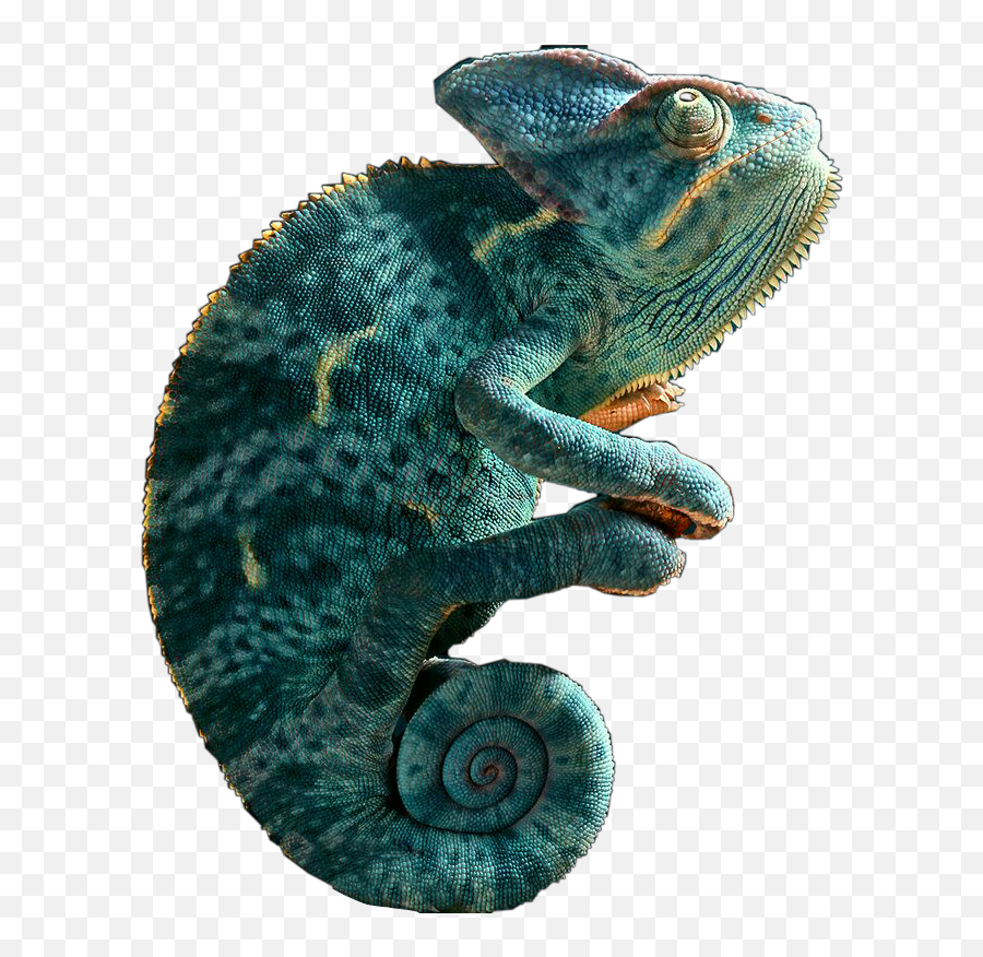 Chameleon Reptile Lizard Green Blue - Rey De Los Reptiles Emoji,Chameleon Emoji