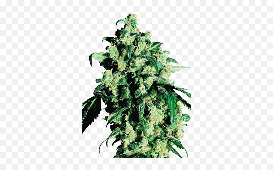 Amnesia Feminized Cannabis Seeds - Skunk Emoji,Weed That Numbs Your Emotions]