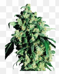 Amnesia Feminized Cannabis Seeds - Skunk Emoji,Weed That Numbs Your Emotions]