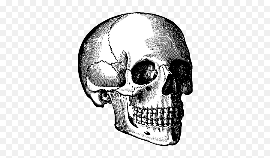 Detailed Skull Angle Graphic - Illustrations Free Graphics Skull Black And White Vintage Emoji,Skull & Acrossbones Emoticon