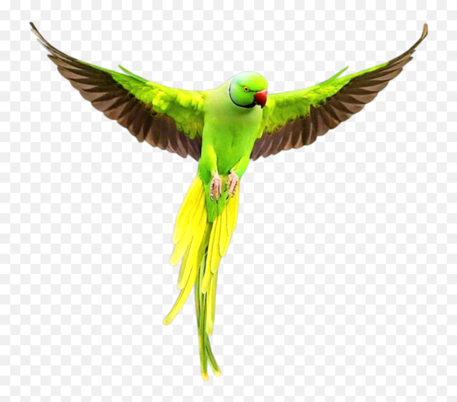 Parrot Birds Bird Hummingbird Sticker - Flying Birds Video Emoji,Parrot Emoji