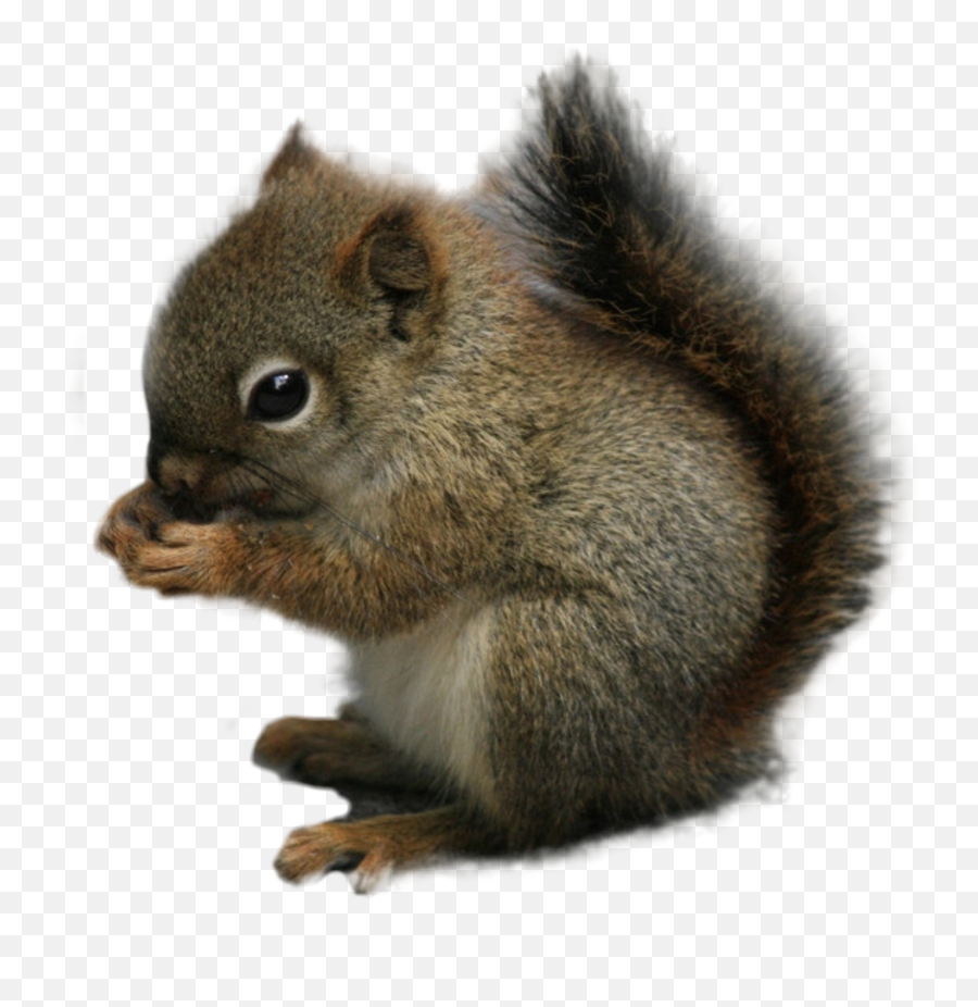 The Most Edited Squirrel Picsart Emoji,Instagram Chipmunk Emoji