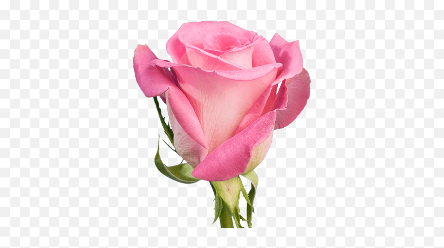 Monthly Subscription Of Rose Flowers Varieties Globalrose Emoji,Best Flower Emoji For Dead