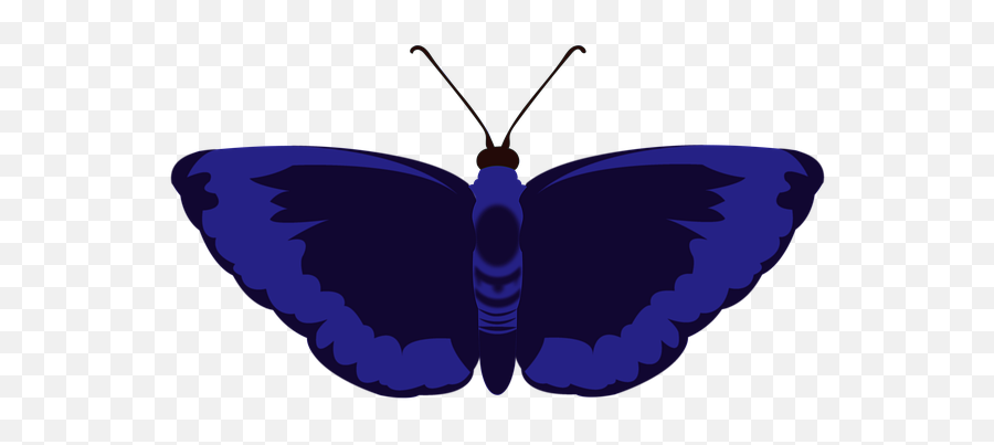 60 Free Blue Morpho Butterfly U0026 Butterfly Images Emoji,What Does Butterfly Mean Emoji