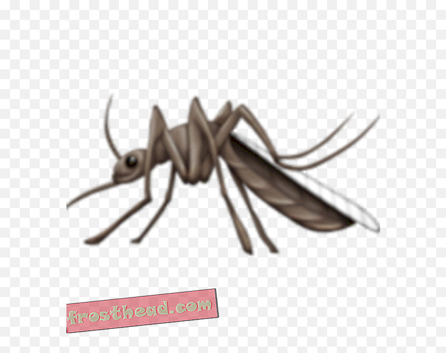 Enfermedades Transmitidas Por Insectos - Emoji Nyamuk,Mosquito Emoji