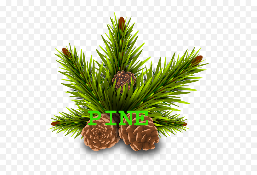 Free Cone Ice Cream Illustrations - Christmas Pine Leaves Png Emoji,Pine Cone Emoji