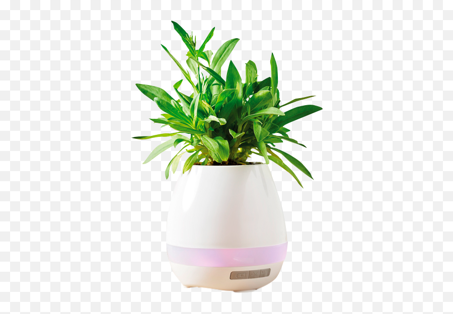 Sensum Art - Loudspeaker Emoji,Plants Emotions Art