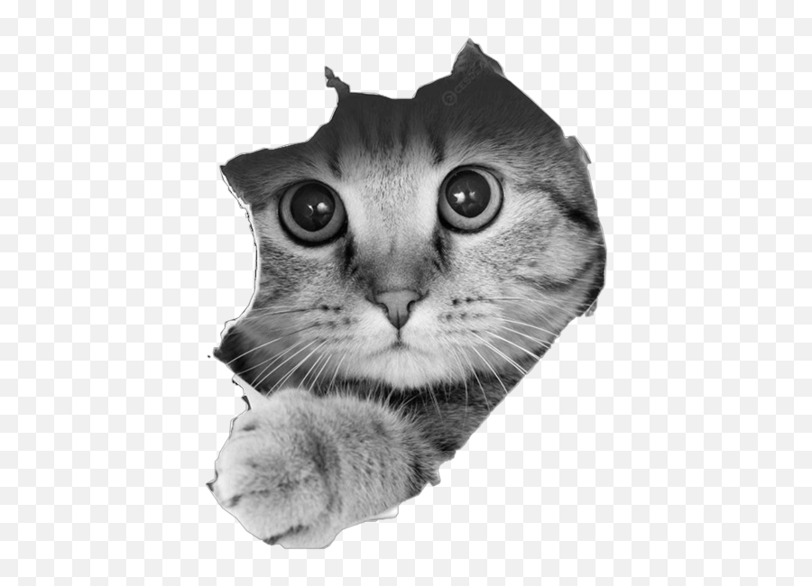 Freetoedit Scgray Gray Cat Sticker - Cat Through Wall Emoji,Grey Cat Emoji