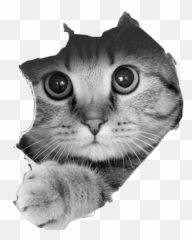 Freetoedit Scgray Gray Cat Sticker - Cat Through Wall Emoji,Grey Cat Emoji