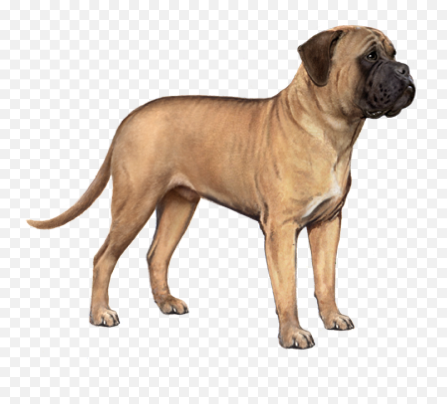 Browse Dog Breeds Wisdom Panel Breed Library - English Mastiff Emoji,Caucasian Mountain Shepherd Puppy Emoticon