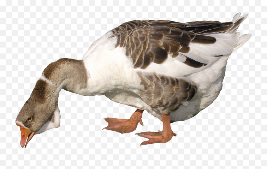 Duck Eating Png Transparent Images Free - Goose Png Emoji,Duck Emoji No Background