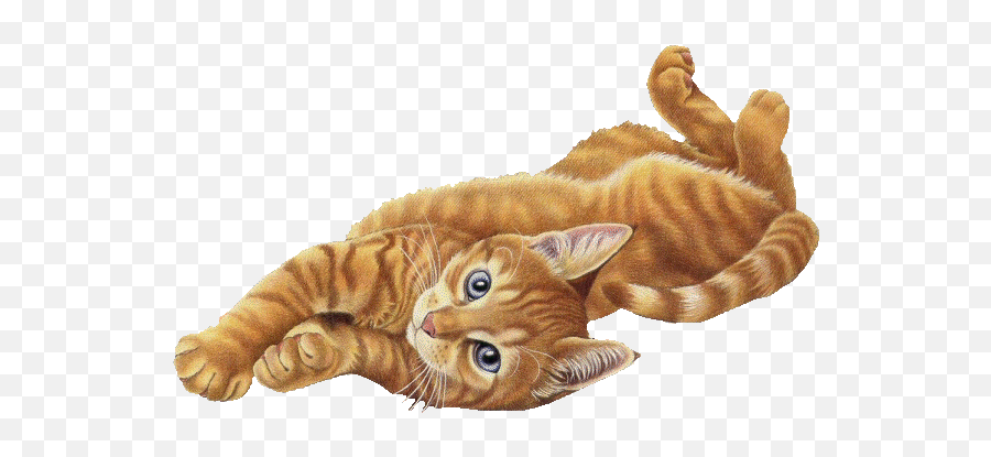 Orange Tabby Cats Tabby Cat - Orange Cat Transparent Gif Emoji,Orange Cat Emoji