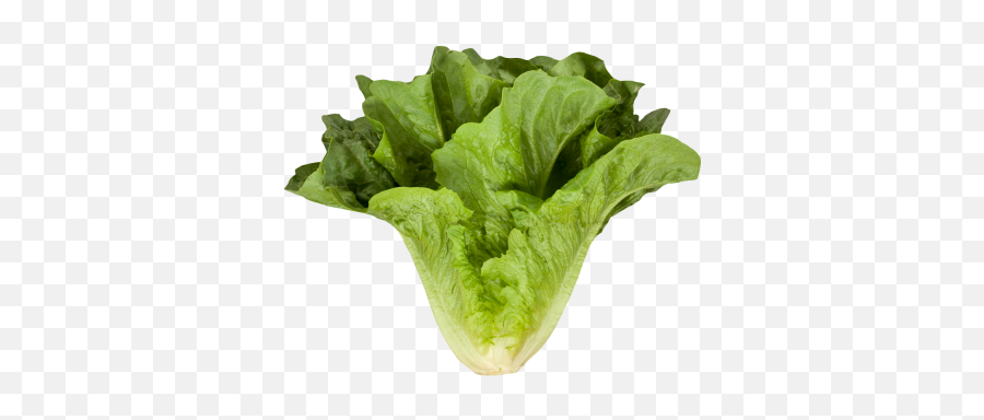 Romaine Png And Vectors For Free Download - Dlpngcom Cos Lettuce Png Emoji,Lettuce Emoji