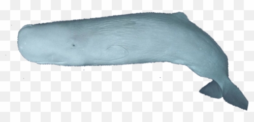 Largest Collection Of Free - Toedit Mobydick Stickers Huge Emoji,Moby Dick Emoji