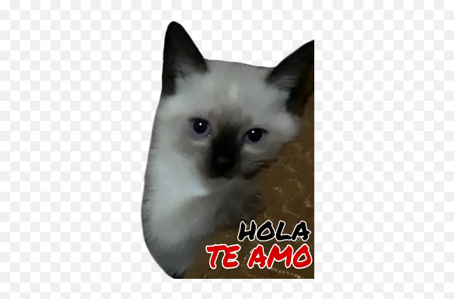 Cool Cat - Siamese Cat Emoji,Cool Cat Emoji