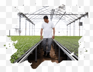 About Us - Kok Fah Technology Farm Vertical Emoji,Eggplant Emoji Veins